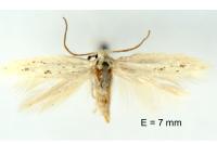 Elachista dispunctella
