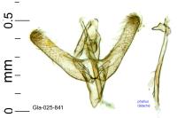 Elachista dispunctella