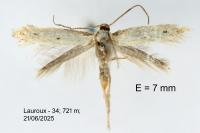 Elachista biatomella