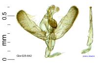 Elachista biatomella