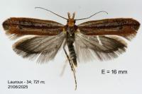 Ypsolopha ustella