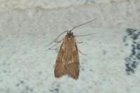 Diurnea lipsiella
