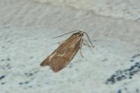 Diurnea lipsiella