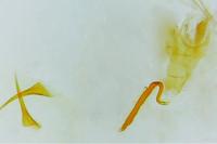 Stenoptilia zophodactyla