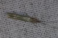 Coleophora