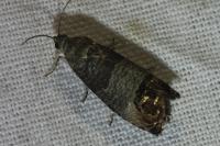 Cydia pomonella