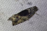 Epinotia nisella