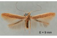 Coleophora trigeminella