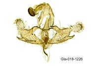 Coleophora trigeminella