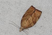 Pandemis corylana