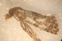 Neocochylis molliculana