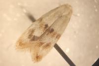 Elachista maculicerusella