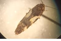 Teleiodes luculella