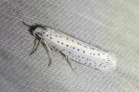 Yponomeuta evonymella