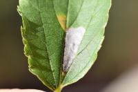 Phyllonorycter millierella