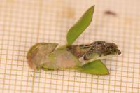 Aproaerema anthyllidella