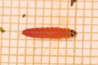 Aproaerema anthyllidella