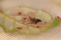 Coleophora potentillae