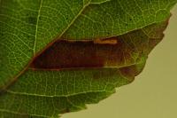 Ectoedemia erythrogenella