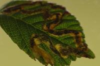 Stigmella aurella