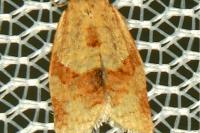Clepsis consimilana