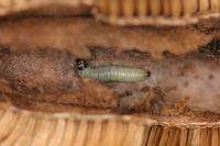 Endothenia gentianaeana