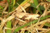 Clepsis spectrana