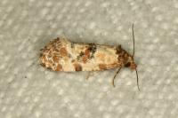 Neocochylis molliculana