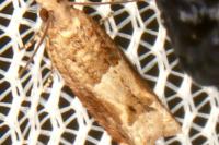 Crocidosema plebejana
