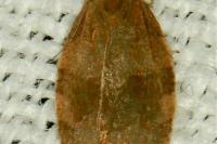 Pandemis heparana