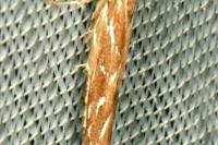Pyroderces argyrogrammos