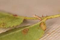 Coleophora gryphipennella