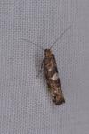 Acrolepiopsis assectella