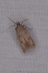 Borkhausenia nefrax