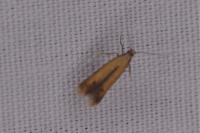 Coptotriche marginea