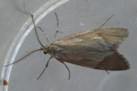 Diurnea lipsiella
