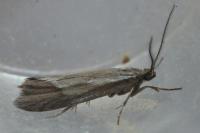 Diurnea lipsiella