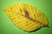 Phyllonorycter esperella