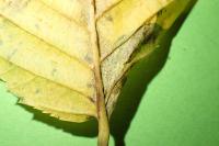Phyllonorycter esperella