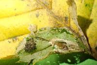 Phyllonorycter esperella