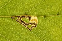 Stigmella tityrella