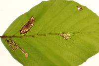 Stigmella tityrella