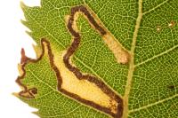 Stigmella sakhalinella