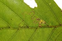 Stigmella glutinosae