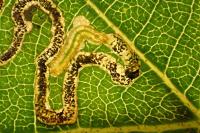 Stigmella glutinosae