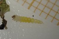 Phyllonorycter klemannella
