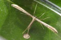 Emmelina monodactyla