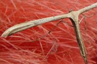 Emmelina monodactyla