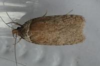 Agonopterix cnicella