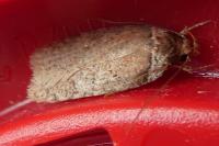 Agonopterix cnicella